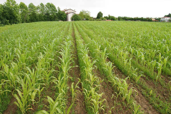 agricoltura-biologica-2