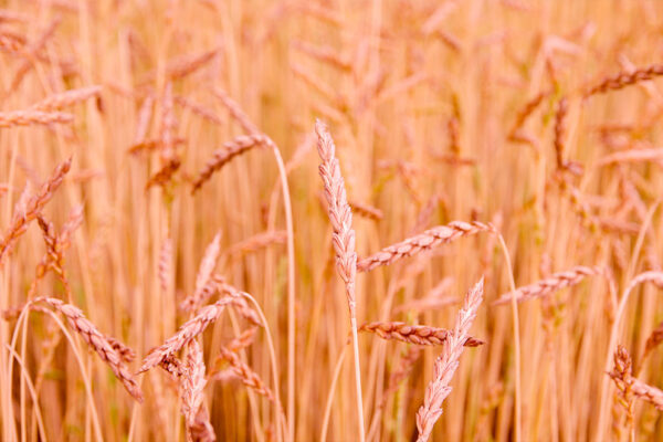 agricoltura-biologica-3